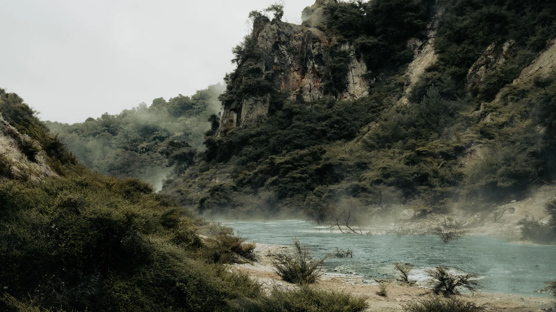 Steam rising through a forested geothermal valley in Rotorua, New Zealand at dusk
